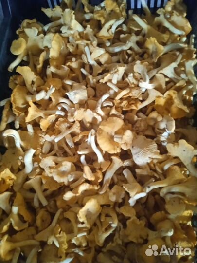 Грибы сухие, солёные, свежие