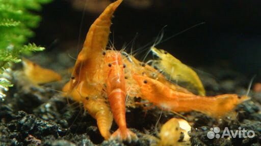 Креветка оранжевая. Жёлтый огонь