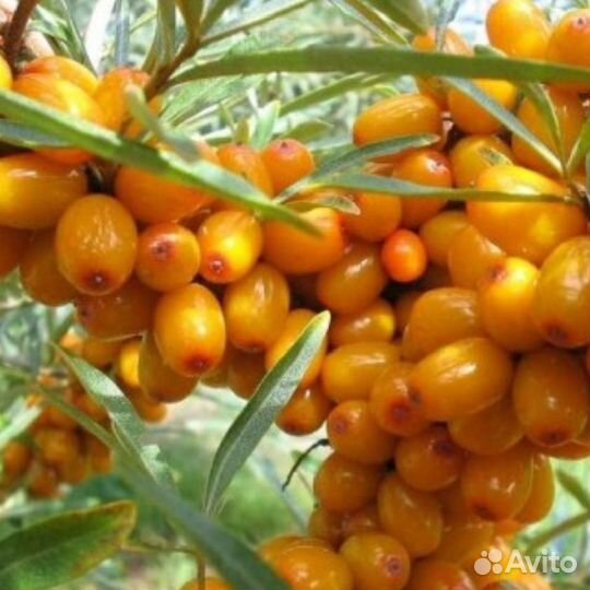 Сортовая безшипная облепиха саженцы