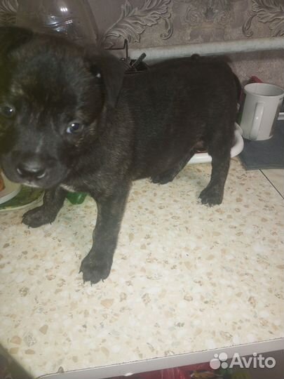 Щенки стаффа