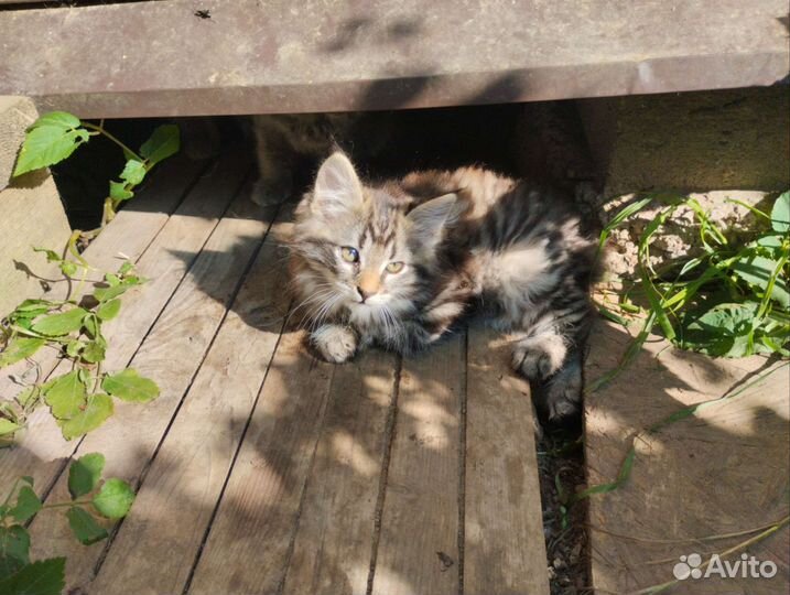 Котята в добрые руки бесплатно