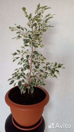 Фикус бенджамина пестролистный