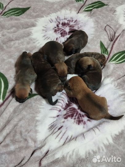 Маленькие собачки щенята