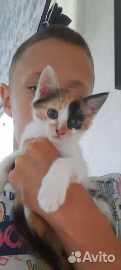 Трёхцветная кошечка в добрые руки