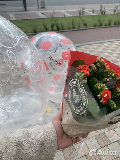 Красный каланхоэ (рассада)