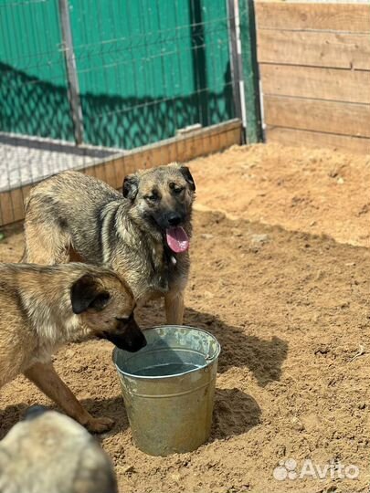 Простая собачка Эмма с огромным сердцем