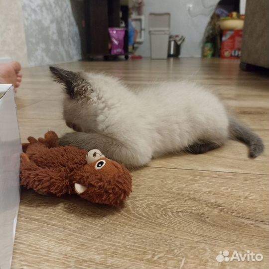 Отдаём котёнка в добрые руки