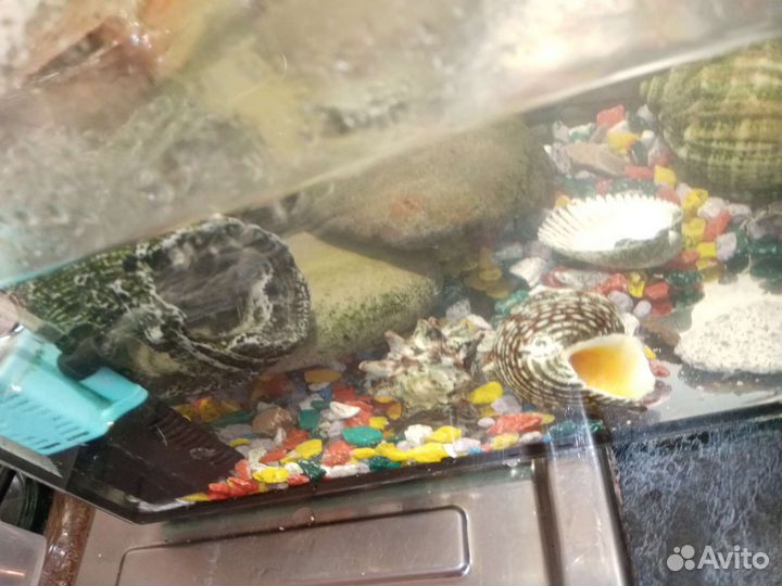 Красноухая черепаха