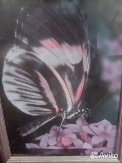 Рамка плюс фотография