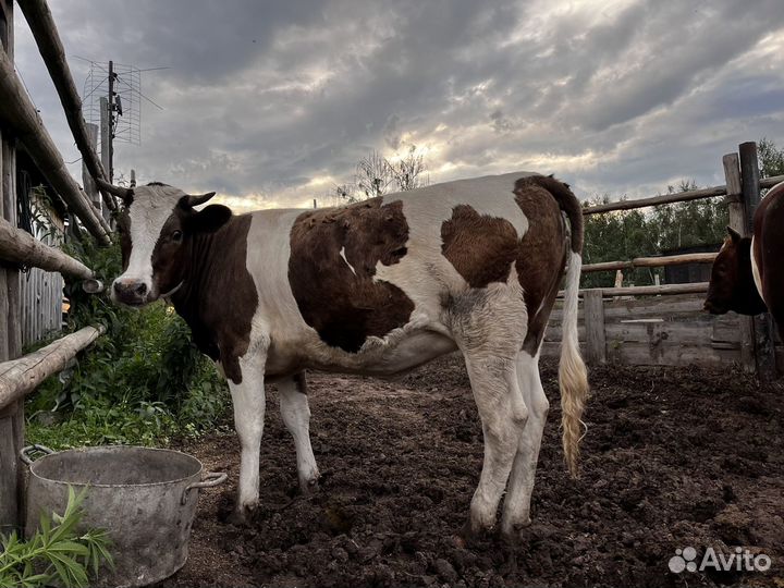 Продам двух быков и двух тёлок