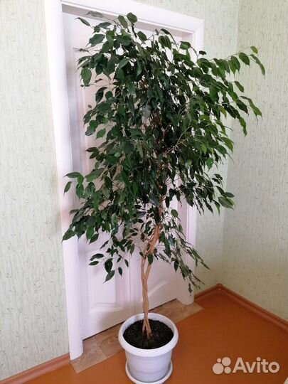 Драцена, фикус, диффенбахия