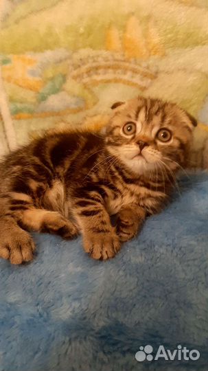 Шотландский котик Мэсси