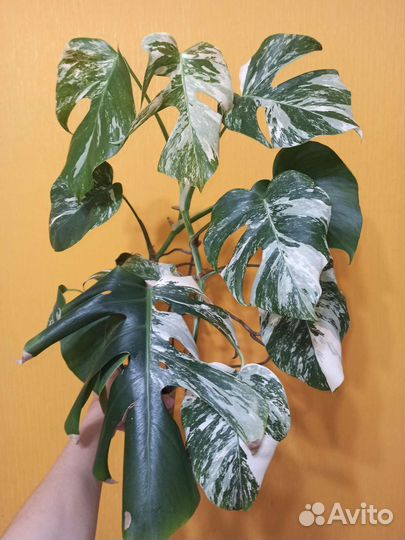 Монстера альба