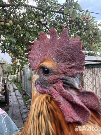 Петухи породистые