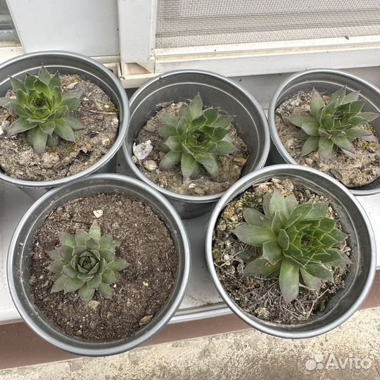 Уличные суккуленты
