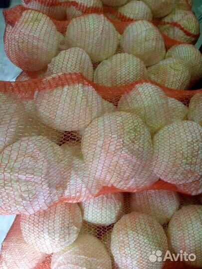 Капуста сорт Ларсия