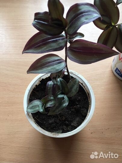 Традесканция