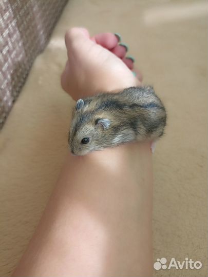 Джунгарики бесплатно