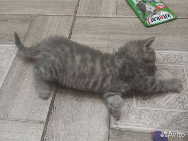 Британские котята