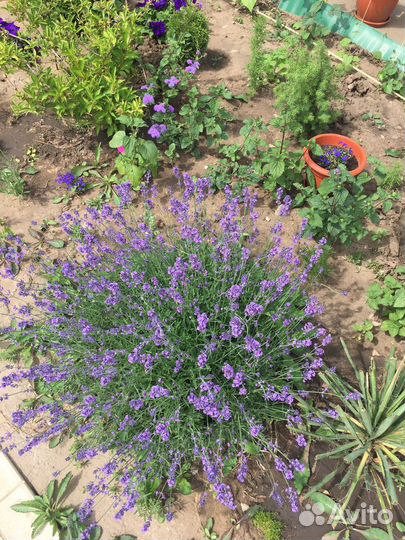 Лаванда саженцы