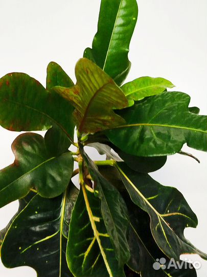 Кодиеум пестролистный Экселент