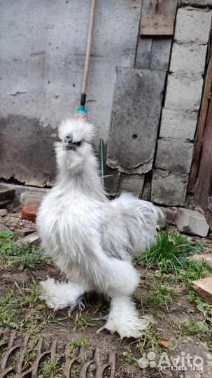 Китайские шелковые петушки