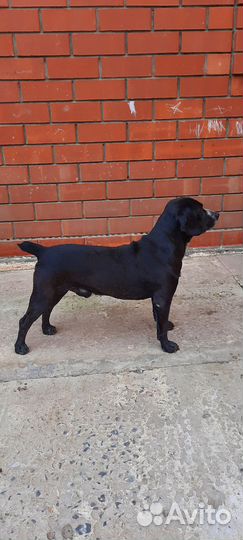 Охотничий пёс