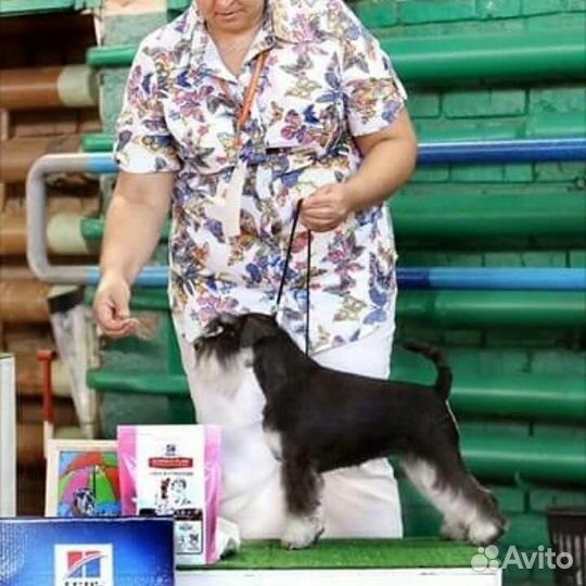 Щенки цвергшнауцера