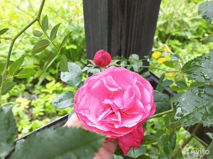 Роза плетистая