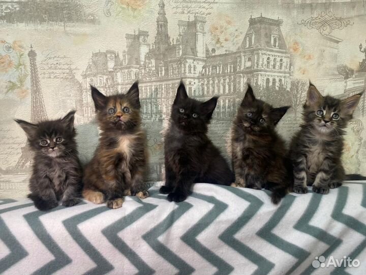 Котята мейн-кун