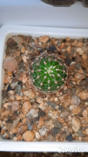 Эхинопсис розовый(цветущий кактус)