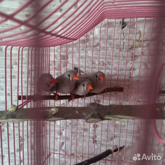 Продам птичек зебровые амадины