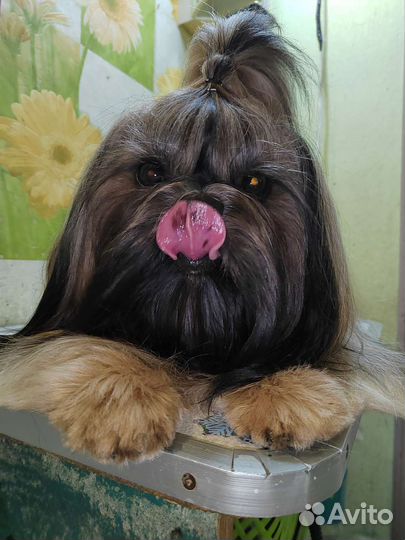 Домашняя передержка животных/догситтер