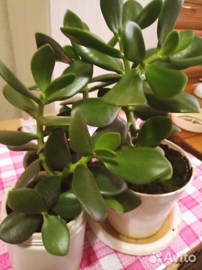 Денежное дерево толстянка