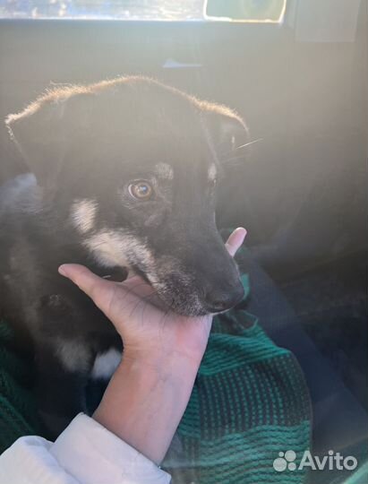 Щенок-подросток