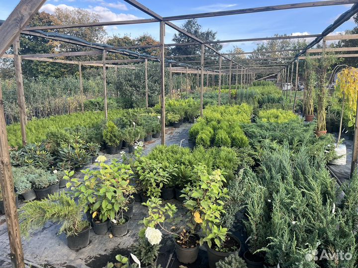 Хвойные растения