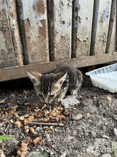 Котята ищут дом