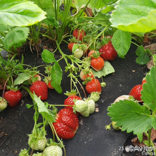 Саженцы настоящей Купчихи и не только