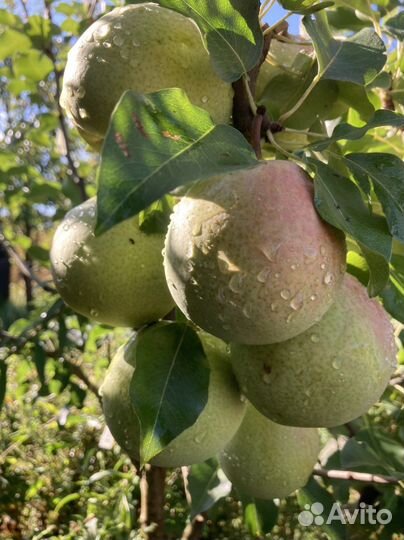 Черенки яблони и груши для прививки