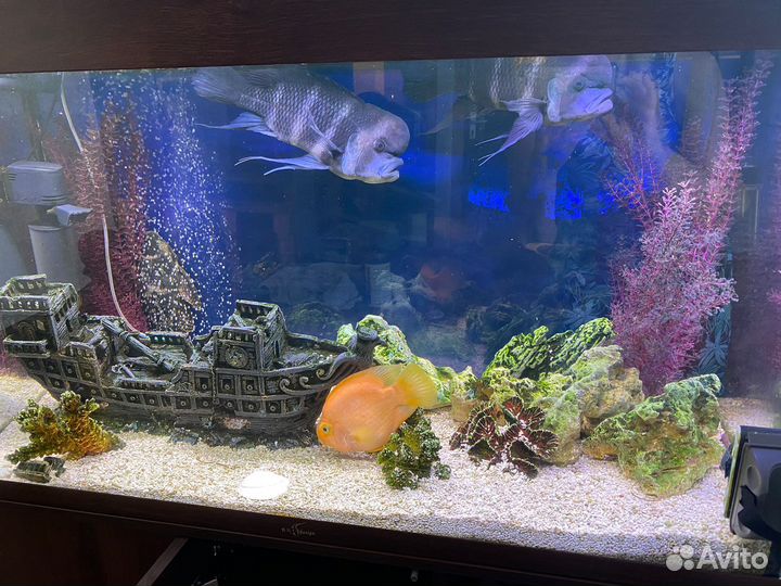 Аквариум с тумбой и всеми принадлежнастями