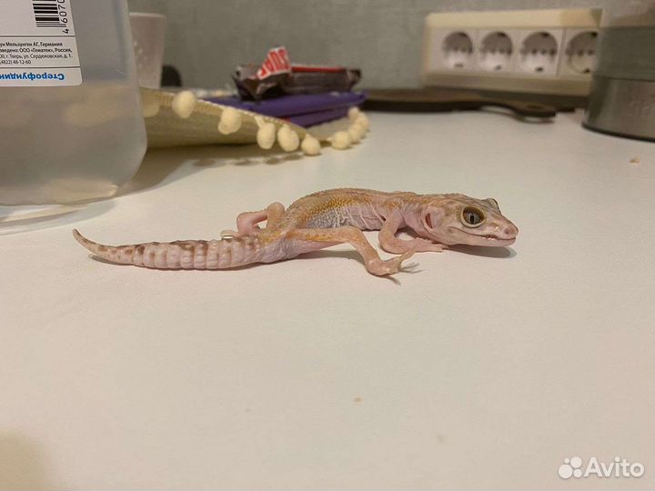 Эублефар с рахитом