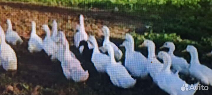 Предлагаю уток породы Агидель