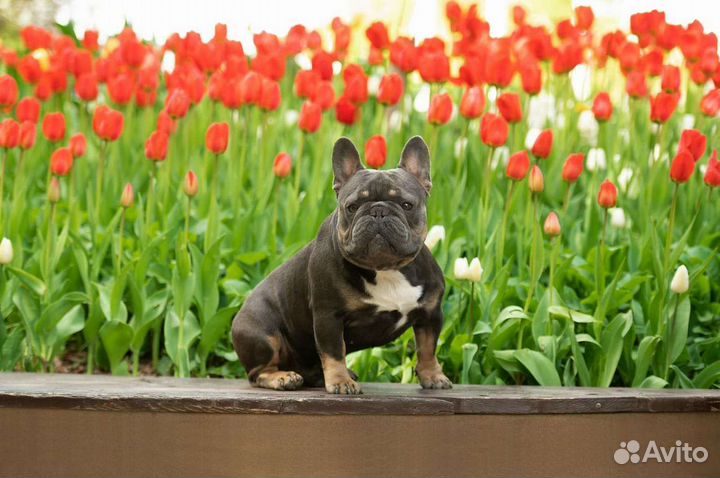 Французский бульдог