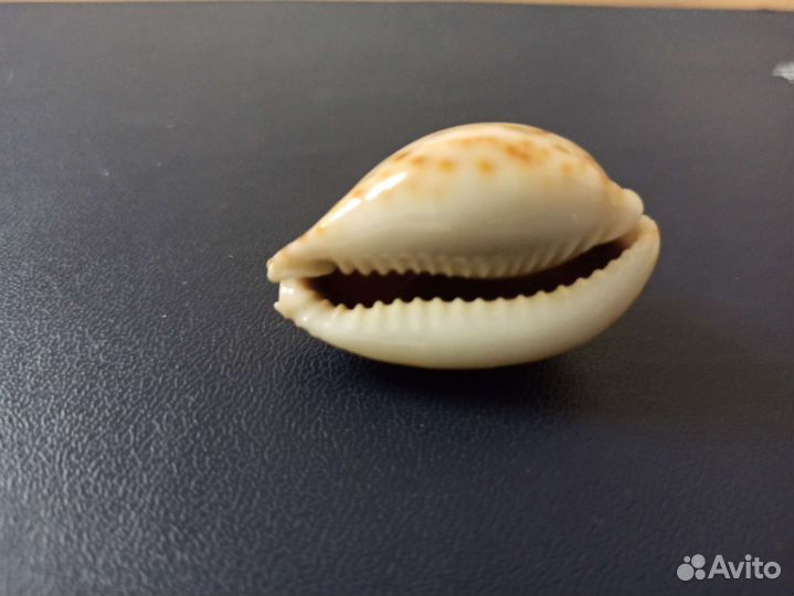 Морская раковина