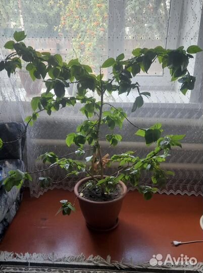 Комнатные цветы