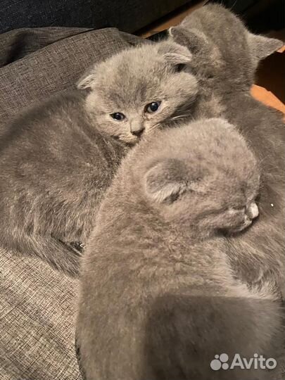 Британские котята