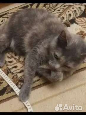 Кошка, трехцветка, Майя