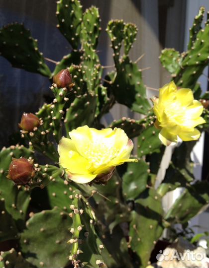 Кактус опунция