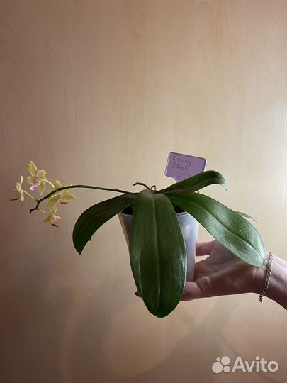 Орхидеи из домашней коллекции