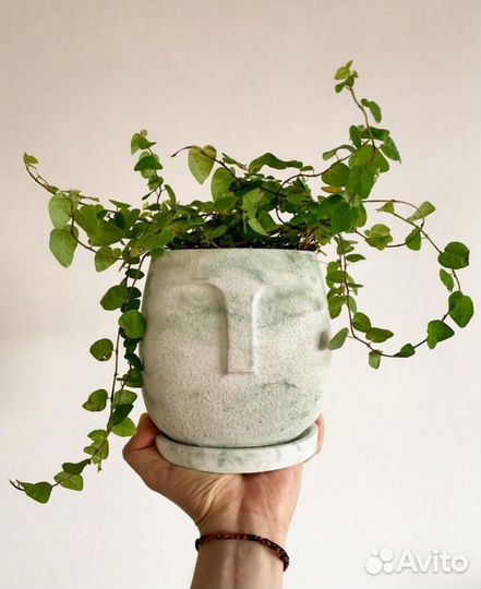 Фикус пумила